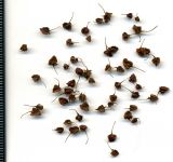 Image of taxon representative. Author is Николай Дегтярёв