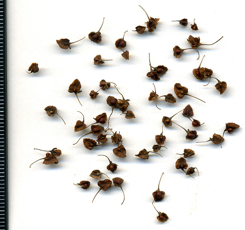 Image of Rumex crispus specimen.