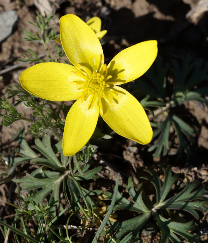 Image of Anemone gortschakowii specimen.