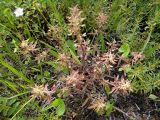 Pedicularis labradorica. Плодоносящее растение. Республика Бурятия, Баунтовский эвенкийский р-н, окр. пос. Северный, долина р. Има, луг. 31.07.2013.
