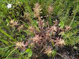 Pedicularis labradorica. Плодоносящее растение. Республика Бурятия, Баунтовский эвенкийский р-н, окр. пос. Северный, долина р. Има, луг. 31.07.2013.