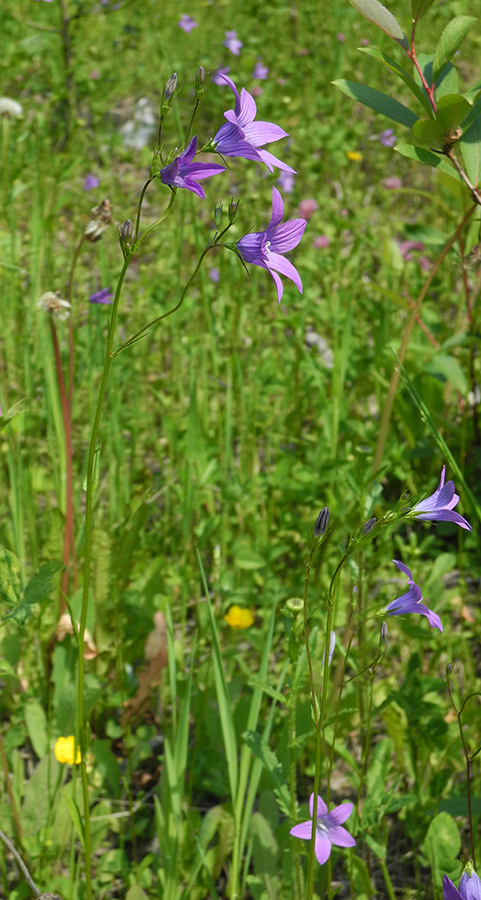 Изображение особи Campanula patula.