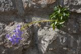 Campanula pyramidalis. Молодое цветущее растение на стене. Черногория, г. Старый Бар, развалины старого города. 12.10.2014.