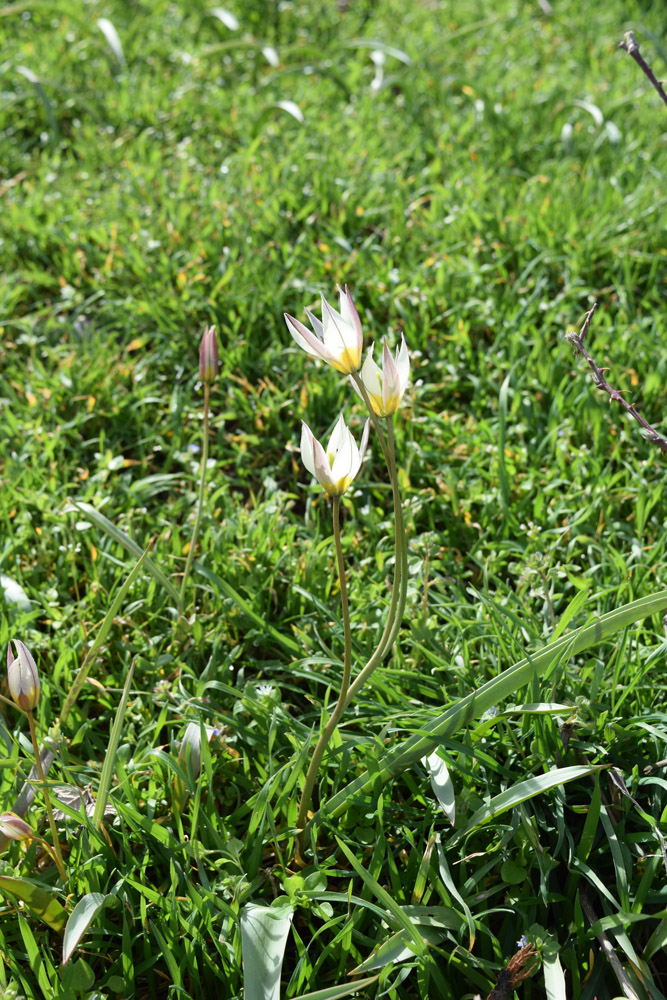 Image of Tulipa bifloriformis specimen.