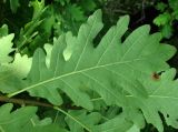 Quercus petraea. Лист (вид снизу). Краснодарский край, Сочи, окр. Мацесты, верх Орлиных скал. 05.07.2015.