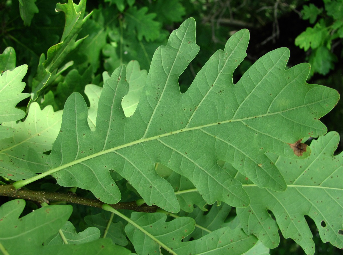 Изображение особи Quercus petraea.