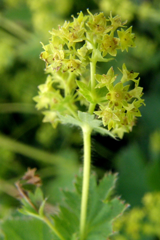 Image of Alchemilla brevidens specimen.