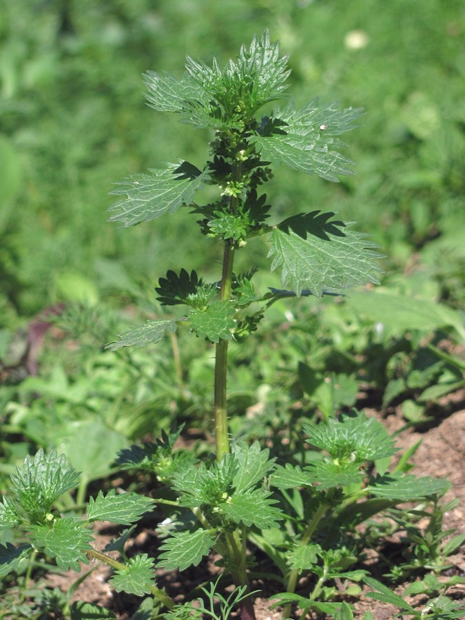 Image of Urtica urens specimen.