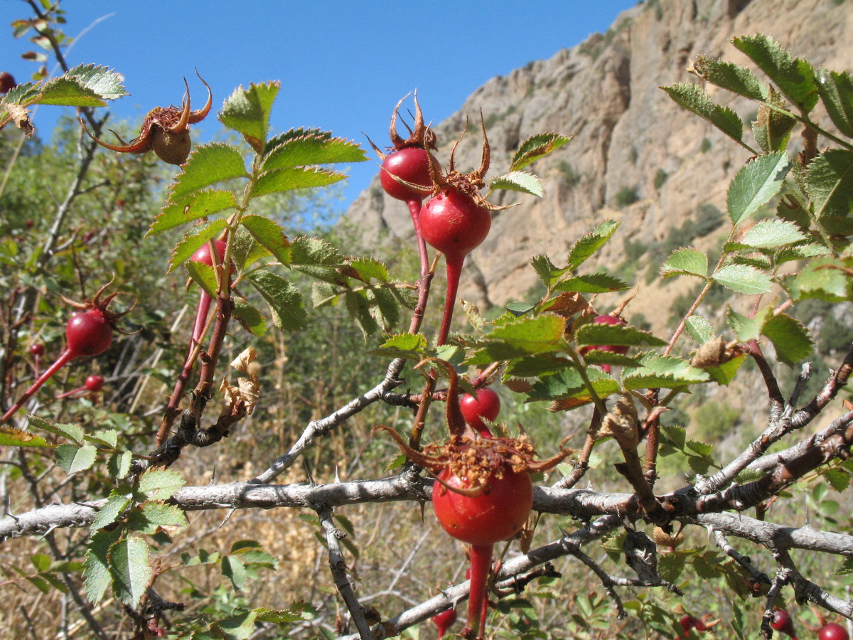 Image of Rosa kokanica specimen.