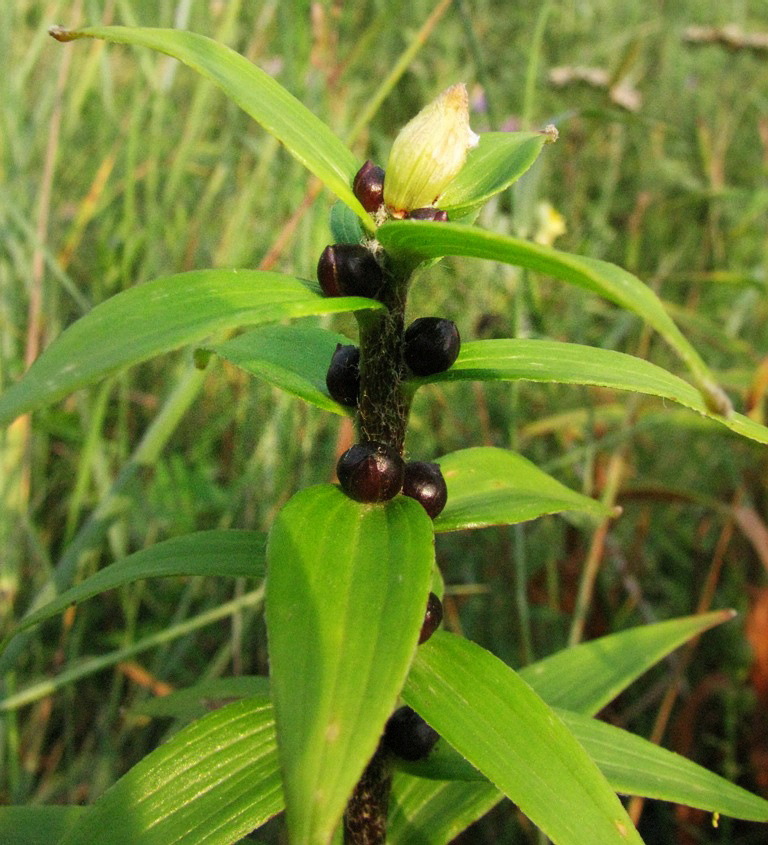 Image of Lilium lancifolium specimen.