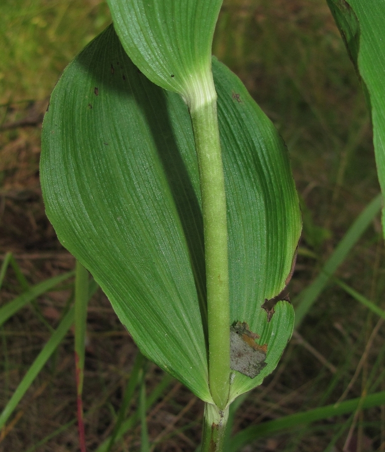 Изображение особи Epipactis helleborine.