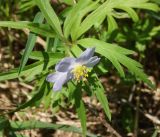 Anemone caerulea. Верхушка цветущего растения. Восточный Казахстан, Глубоковский р-н, окр. с. Бобровка, склон сопки. 04.05.2015.