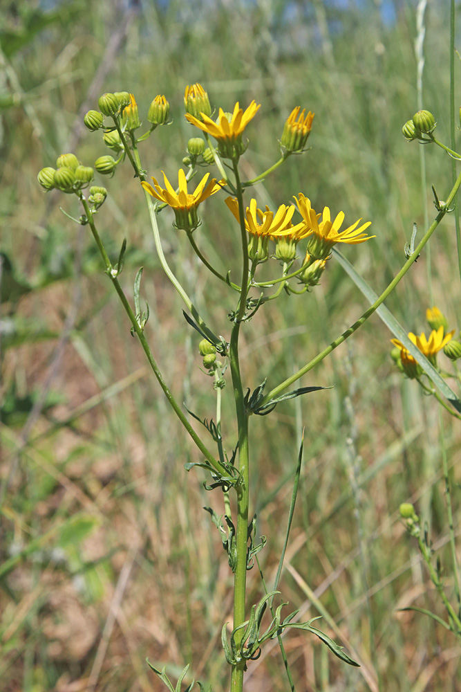 Изображение особи Senecio jacobaea.