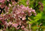 Malus × purpurea. Верхушка ветви цветущего дерева. Московская обл., г. Железнодорожный, в культуре. 15.05.2014.