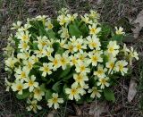 Primula vulgaris