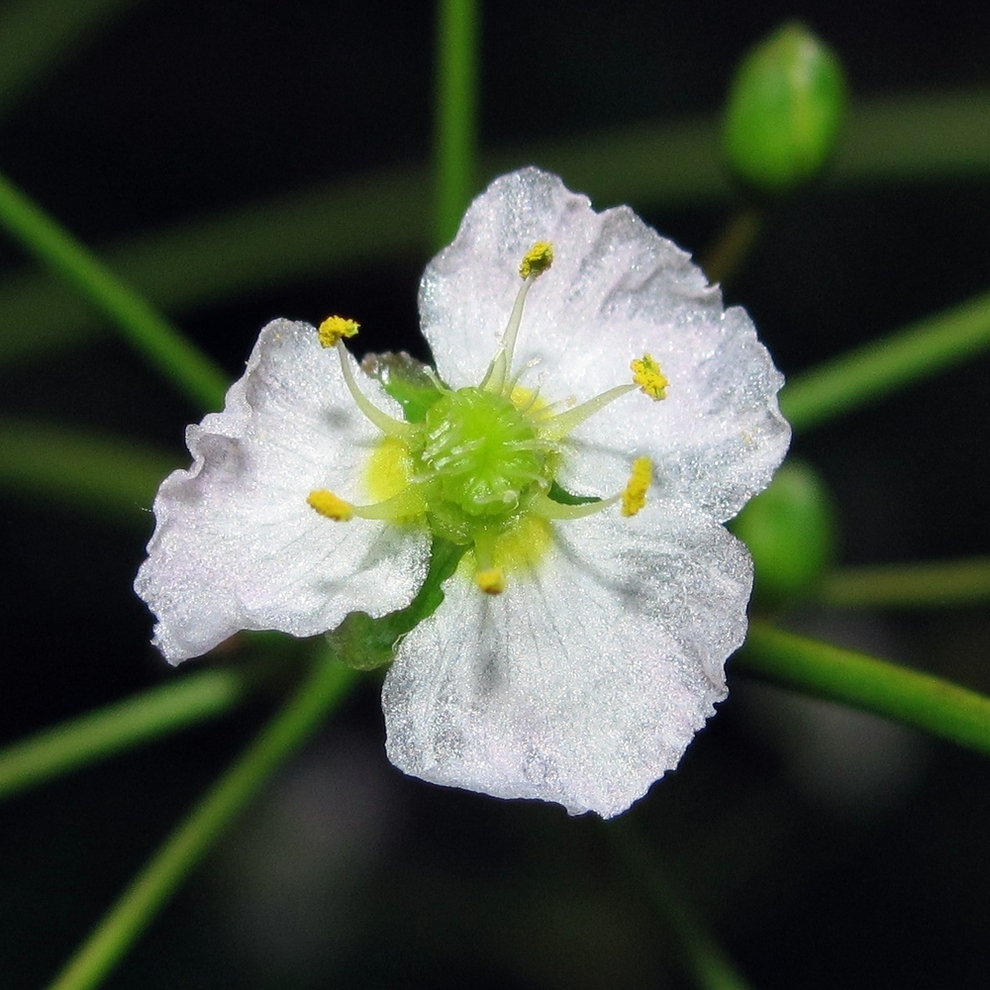 Image of Alisma plantago-aquatica specimen.