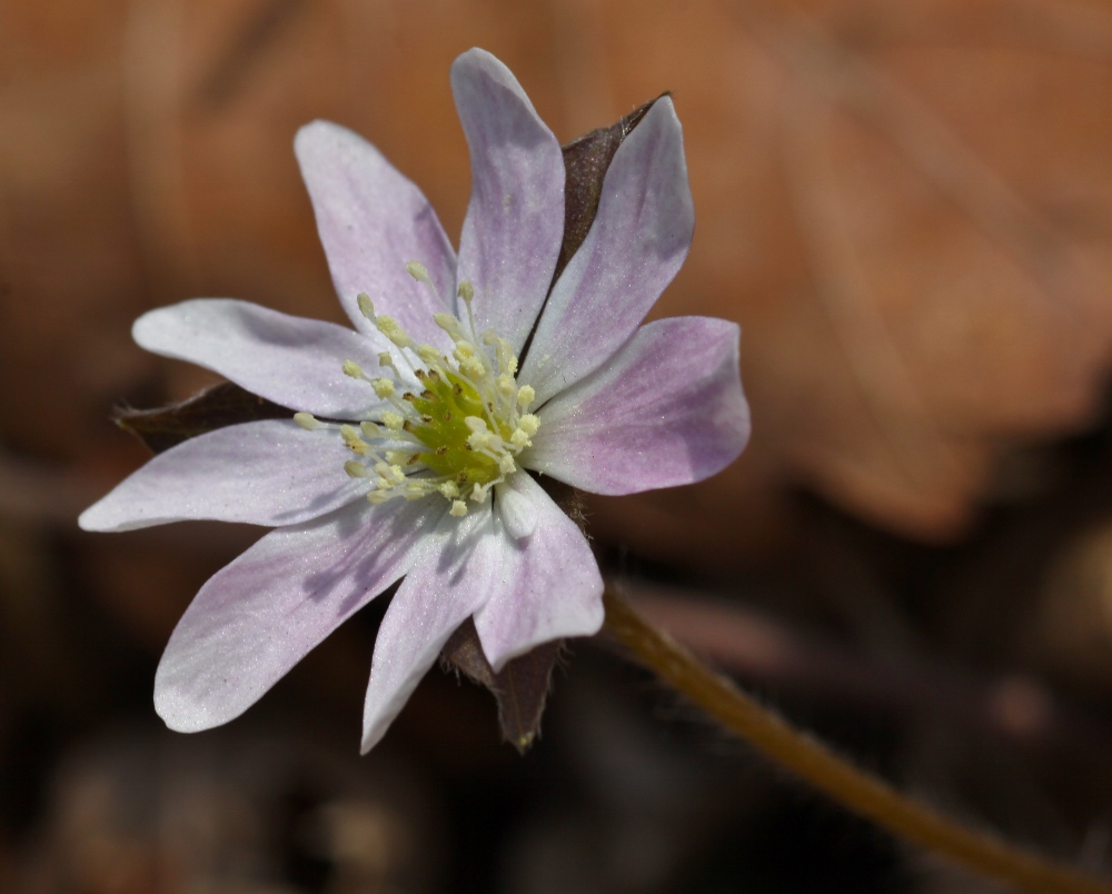 Image of Hepatica asiatica specimen.