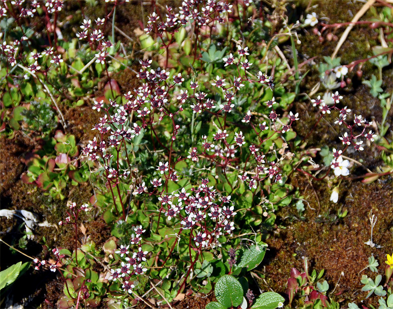 Изображение особи Micranthes melaleuca.