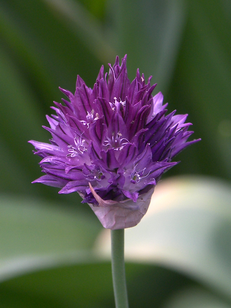 Image of Allium aucheri specimen.