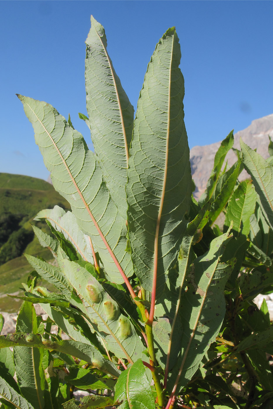 Изображение особи Salix caucasica.