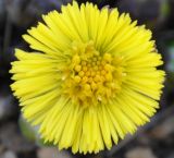 Tussilago farfara