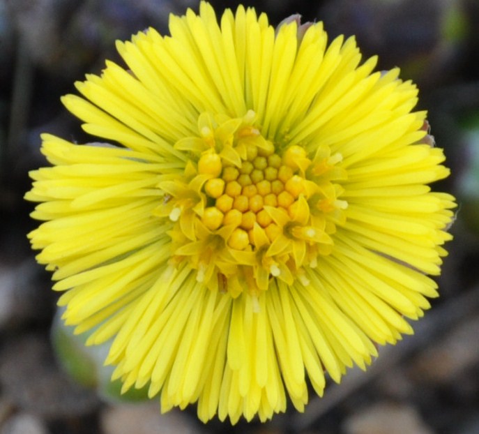 Image of Tussilago farfara specimen.