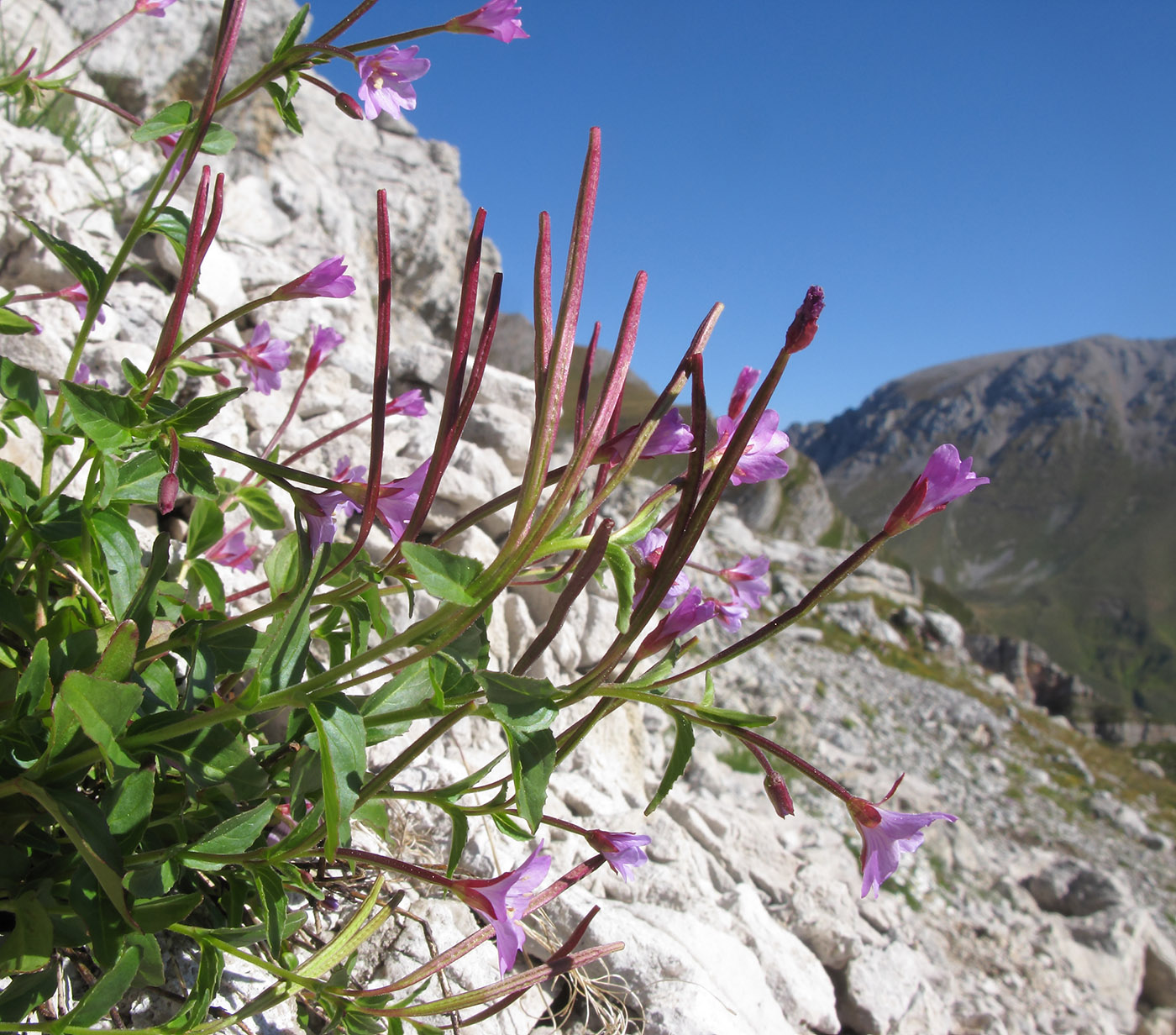 Изображение особи Epilobium algidum.