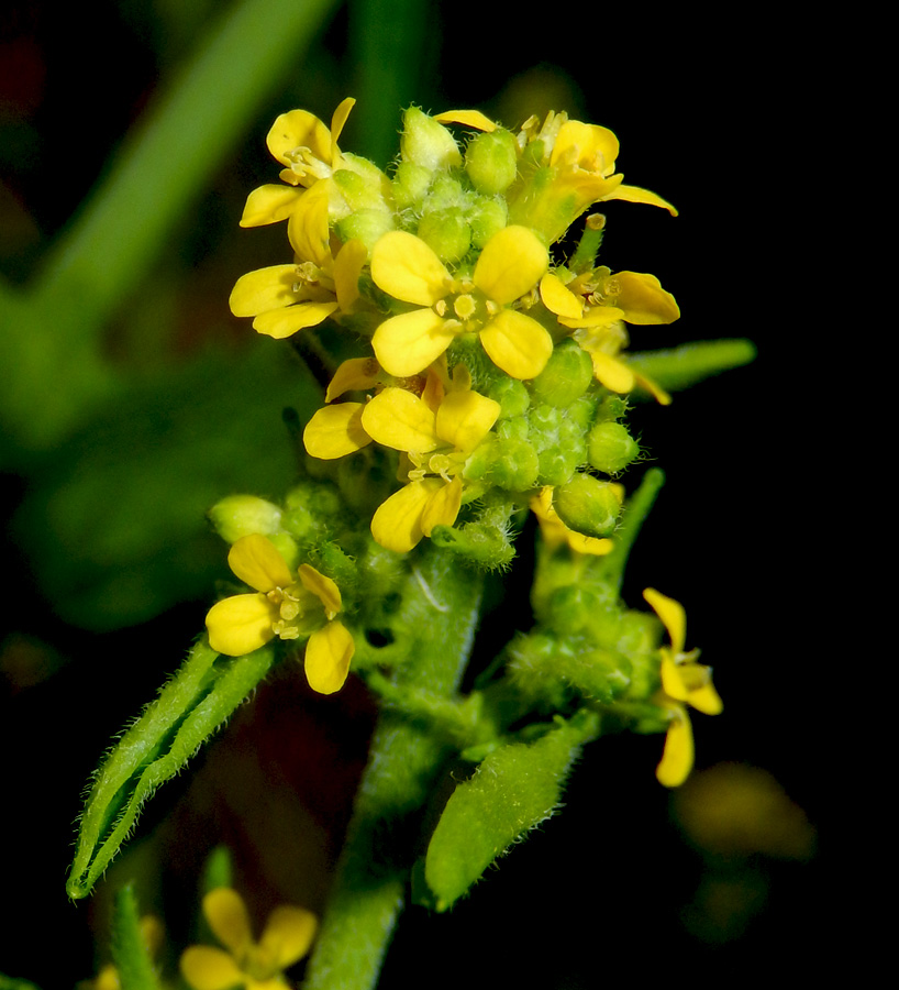 Image of Sisymbrium officinale specimen.