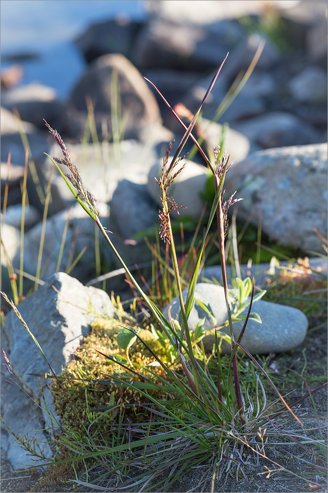 Изображение особи семейство Poaceae.