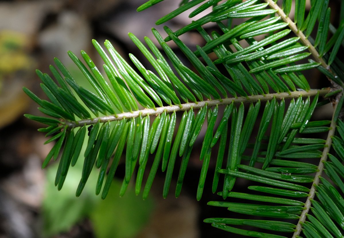 Изображение особи Abies nephrolepis.