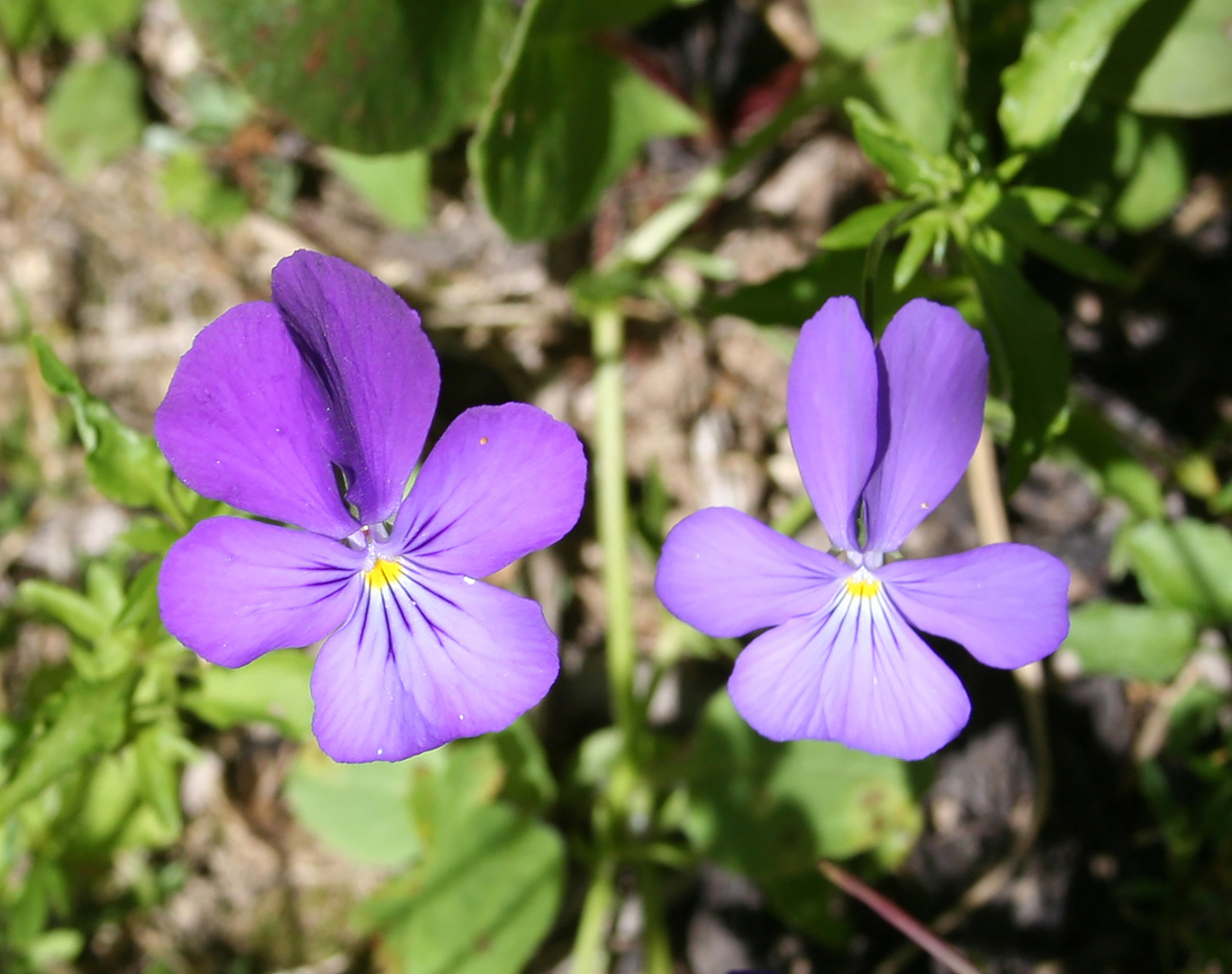 Image of Viola disjuncta specimen.