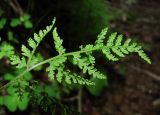 Rhizomatopteris montana