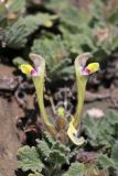 Scutellaria subcaespitosa