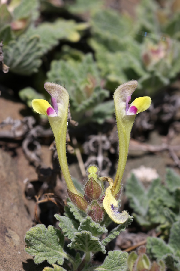 Изображение особи Scutellaria subcaespitosa.