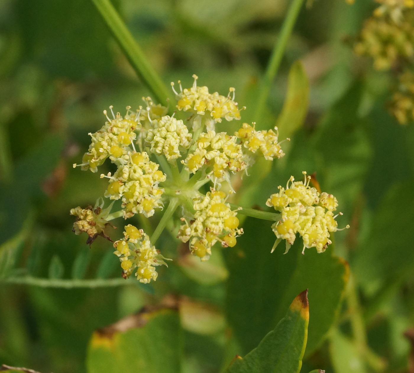 Изображение особи Levisticum officinale.