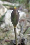 Tulipa biflora. Незрелый плод. Крым, окр. Феодосии, Лисья бухта, бедленд. 3 апреля 2016 г.