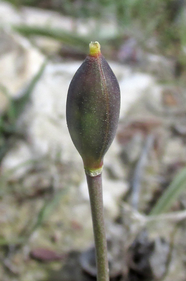 Image of Tulipa biflora specimen.