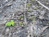 Heracleum sosnowskyi. Молодые листья. Москва, Кусково, поляна в лесопарке. 08.04.2016.