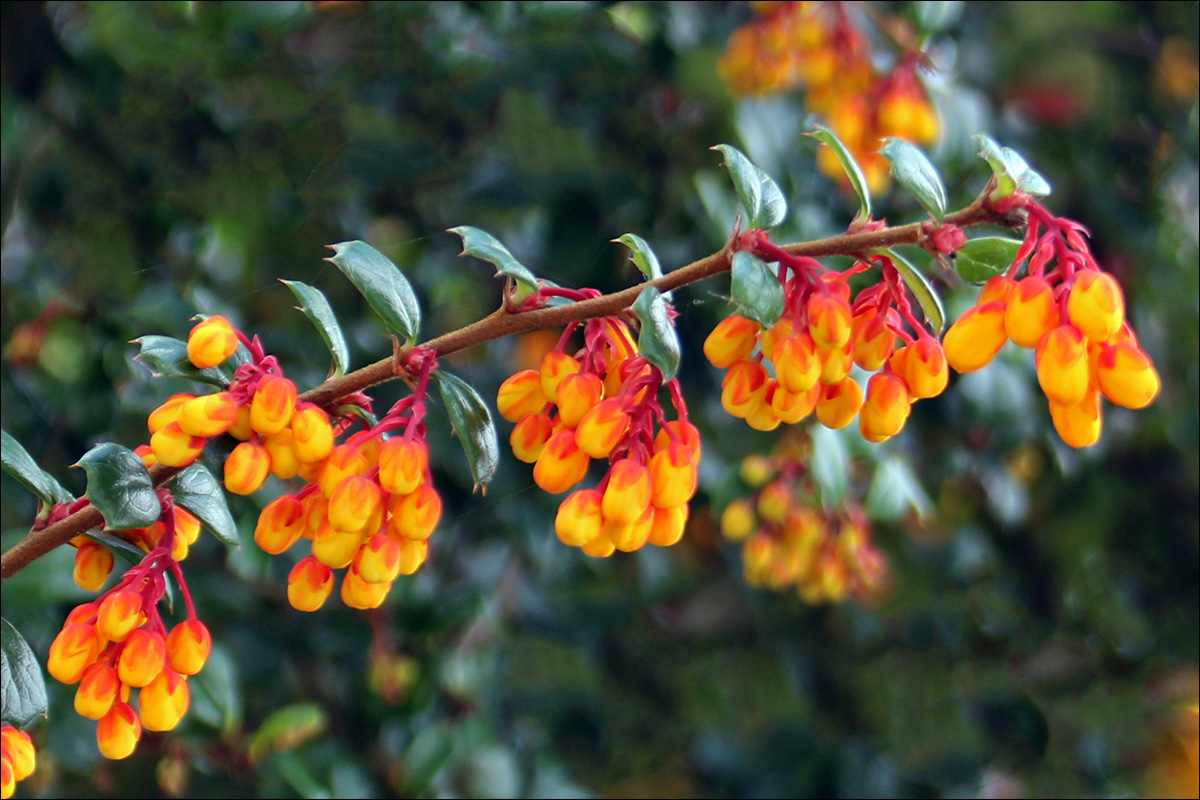 Изображение особи Berberis darwinii.