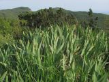 Iris pallida