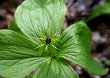 Paris quadrifolia. Цветущее растение (вид сверху). Украина, Киев, заказник \"Лесники\", ясенёво-грабово-осиновый лес. 5 мая 2007 г.