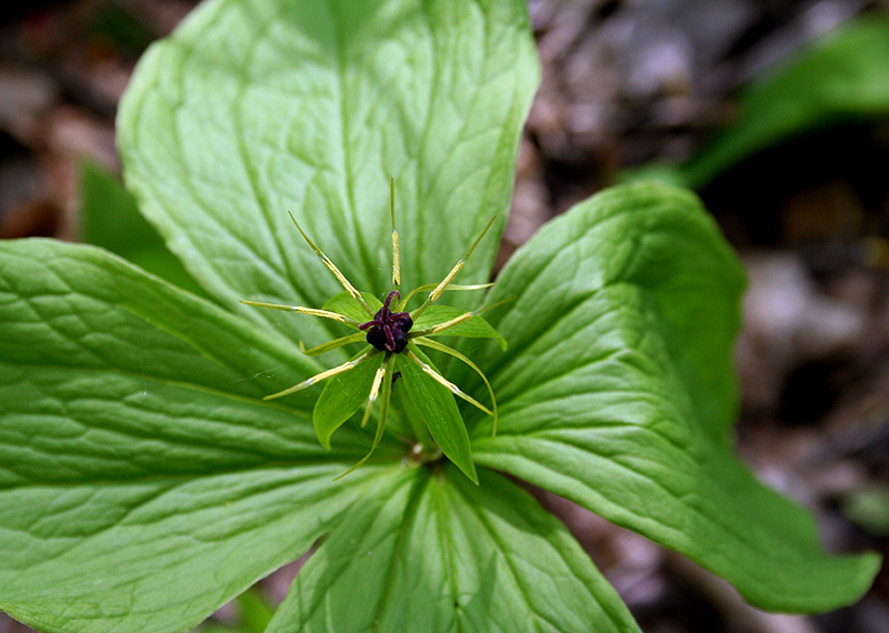 Изображение особи Paris quadrifolia.