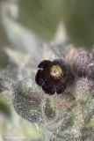 Image of taxon representative. Author is Максим Гуляев