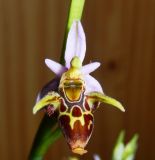 Image of taxon representative. Author is Анна Малыхина