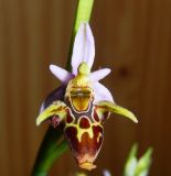 Ophrys oestrifera