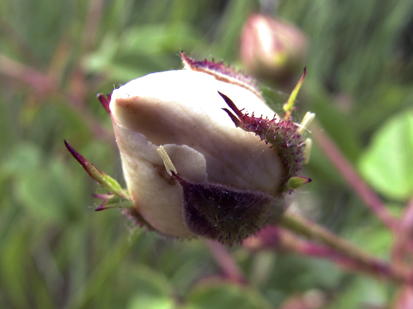 Image of Rosa sempervirens specimen.
