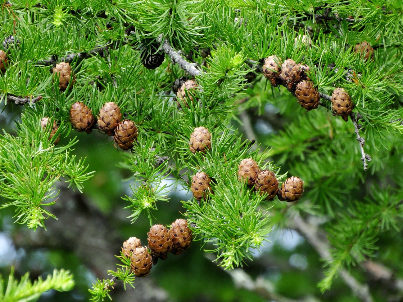 Image of genus Larix specimen.