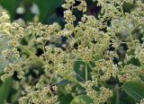 Cotinus coggygria