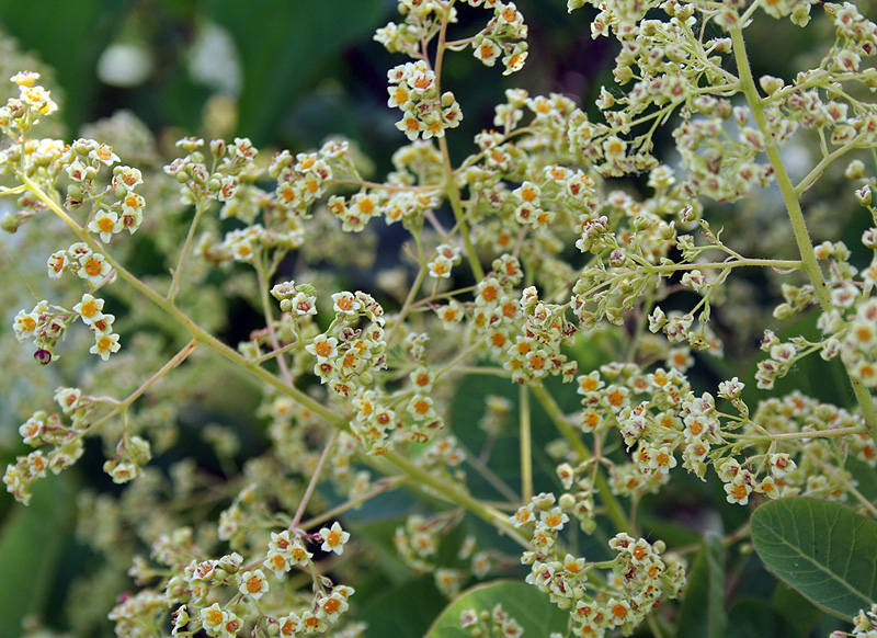 Image of Cotinus coggygria specimen.