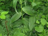 Veratrum dahuricum